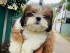 Shih Tzu Puppies