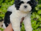 Shih-Tzu Puppies