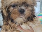 Shih Tzu Puppies