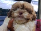 Shih Tzu Puppies