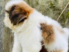 Shih tzu Puppies