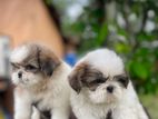 Shih tzu Puppies