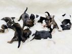 Shih Tzu Puppies