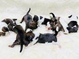 Shih Tzu Puppies