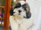 Shih Tzu Puppies
