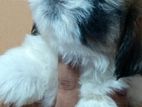 Shih Tzu Puppies