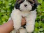 Shih Tzu Puppies