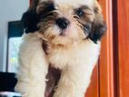 Shih Tzu Puppies