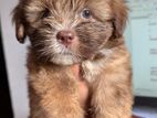 Shih Tzu Puppies