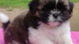 Shih Tzu Puppies