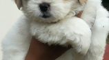 Shih Tzu Puppies
