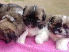 Shih Tzu Puppies