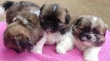 Shih Tzu Puppies