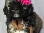 Shih Tzu Puppies