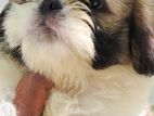 Shih Tzu Puppies