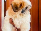 Shih Tzu Puppies