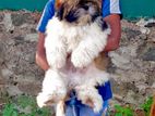 Shih Tzu Puppies