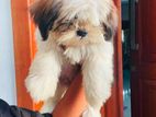 Shih Tzu Puppies