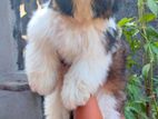 Shih Tzu Puppies