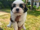 Shih Tzu Puppies