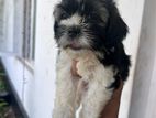 Shih Tzu Puppies