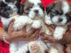 Shih Tzu Puppies