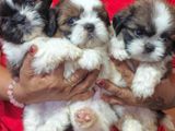 Shih Tzu Puppies