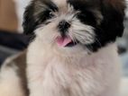Shih-Tzu Puppies