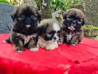 Shih-tzu Puppies