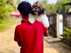 Shih Tzu puppies