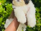 Shih-Tzu Puppies