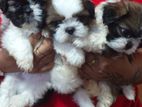 Shih Tzu Puppies