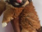 Shih Tzu Puppies