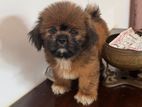 Shih Tzu puppies