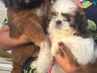 Shih Tzu Puppies