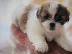 Shih Tzu Puppies