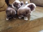 Shih Tzu Puppies
