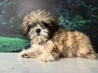 Shih tzu puppies