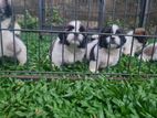 Shih tzu Puppies