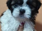 Shih Tzu Puppies