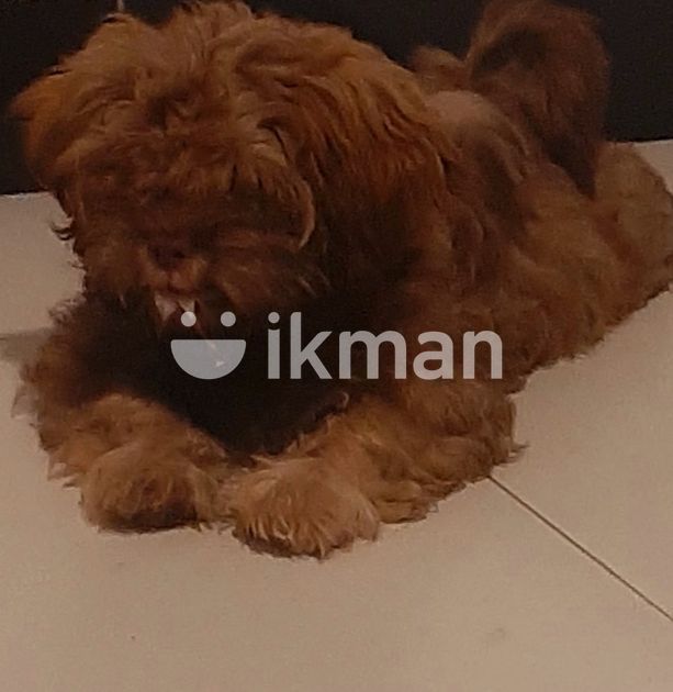 Shih Tzu Puppies in Malabe ikman