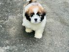 Shih Tzu Puppies