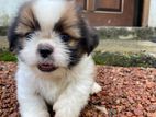 Shih Tzu Puppies