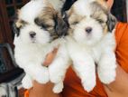 Shih Tzu Puppies