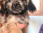 Shih Tzu Puppies