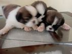 Shih Tzu Puppies