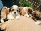 Shih-Tzu Puppies