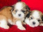 Shih-Tzu Puppies