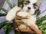 Shih Tzu Puppies