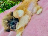 Shih Tzu Puppies